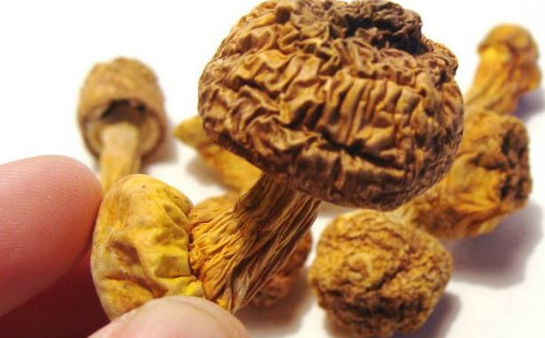 巴西菇、姬松茸烘干机-怎样烘干色泽好且菇体褶片完整? 巴西菇、姬松茸烘干机-怎样烘干色泽好且菇体褶片完整?