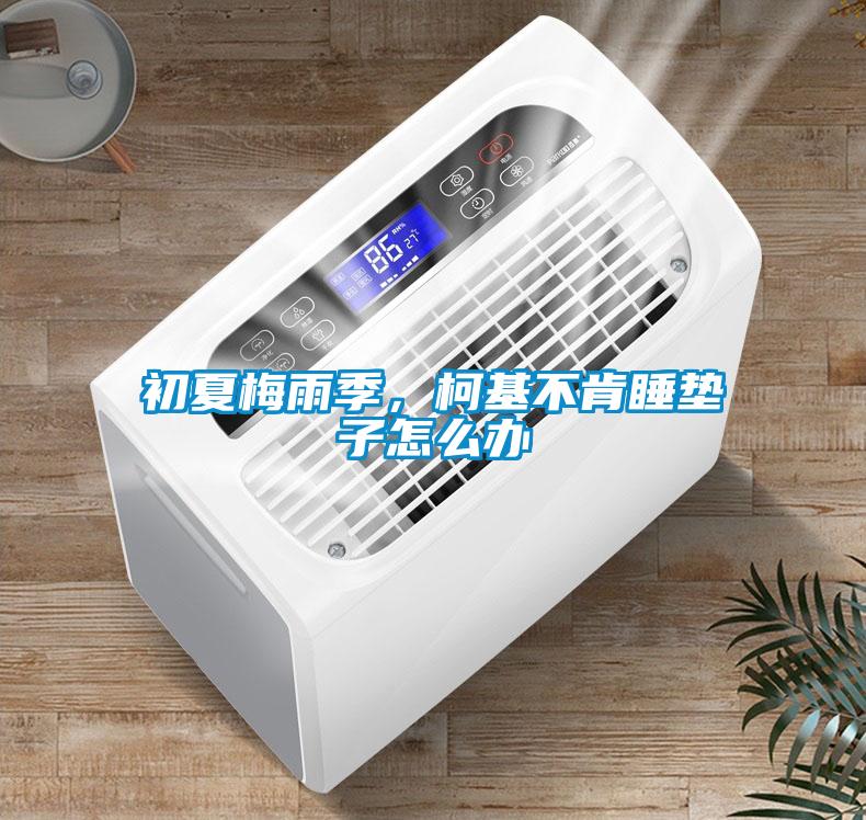 初夏梅雨季,柯基不肯睡垫子怎么办