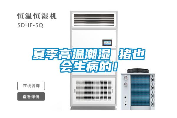 夏季高温潮湿 猪也会生病的!
