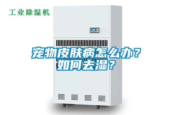 宠物皮肤病怎么办?如何去湿?