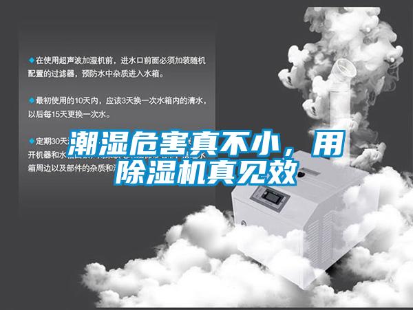 潮湿危害真不小,用除湿机真见效