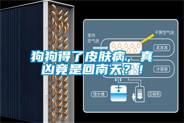 狗狗得了皮肤病,真凶竟是回南天?!