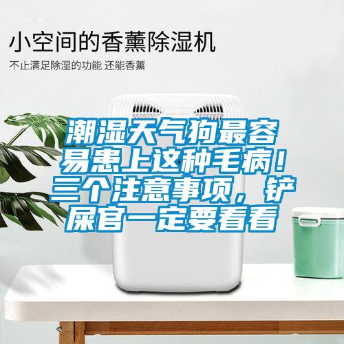 潮湿天气狗最容易患上这种毛病!三个注意事项,铲屎官一定要看看