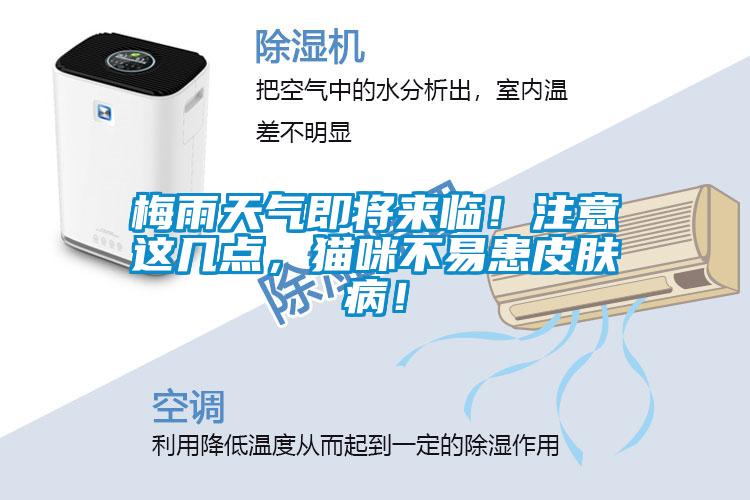 梅雨天气即将来临!注意这几点,猫咪不易患皮肤病!