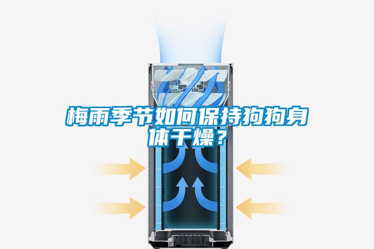 梅雨季节如何保持狗狗身体干燥?