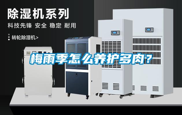 梅雨季怎么养护多肉?