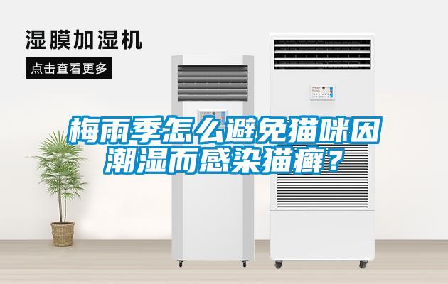 梅雨季怎么避免猫咪因潮湿而感染猫癣?