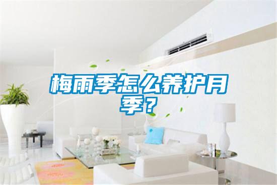 梅雨季怎么养护月季?
