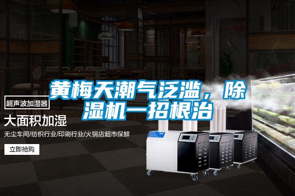 黄梅天潮气泛滥,除湿机一招根治