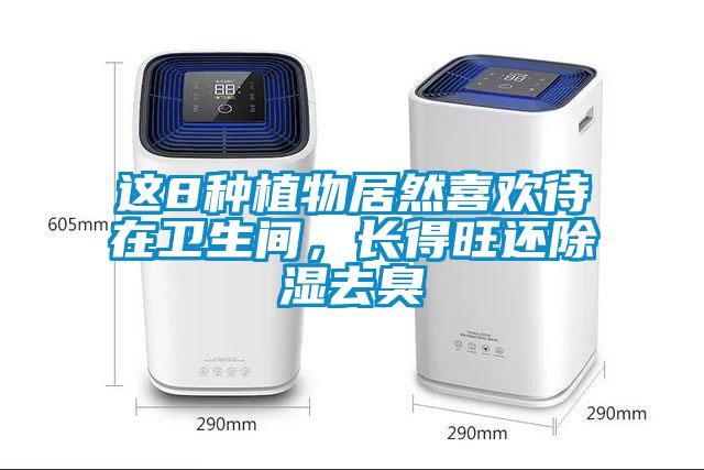 这8种植物居然喜欢待在卫生间,长得旺还除湿去臭