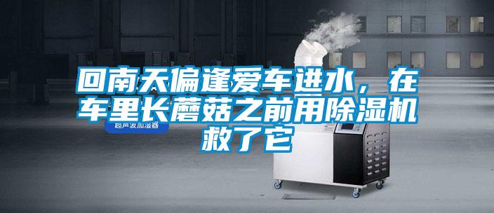 回南天偏逢爱车进水,在车里长蘑菇之前用除湿机救了它