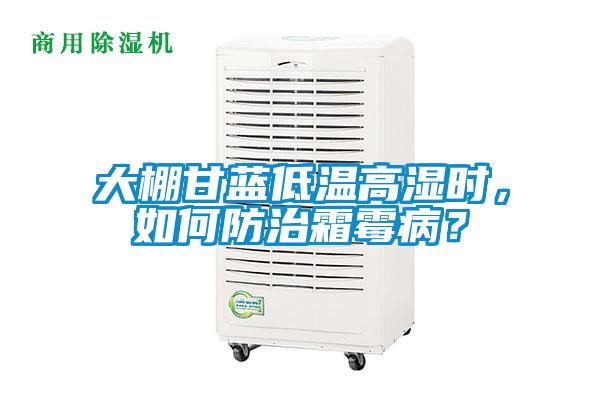 大棚甘蓝低温高湿时,如何防治霜霉病?