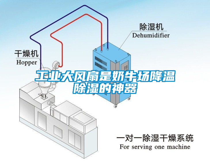 工业大风扇是奶牛场降温除湿的神器