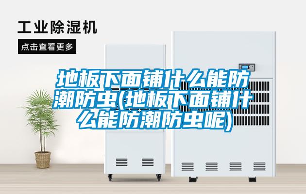 地板下面铺什么能防潮防虫(地板下面铺什么能防潮防虫呢)